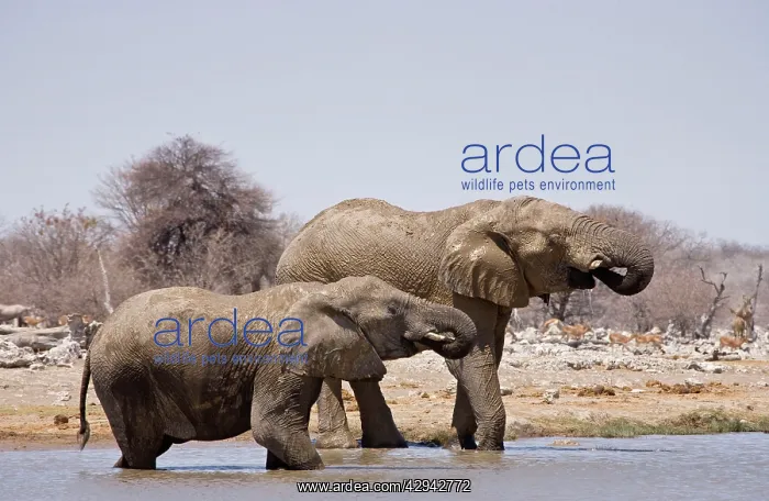 : African Elephants - Drinking with Impala waiting : African Elephants - Drinking with Impala waiting
