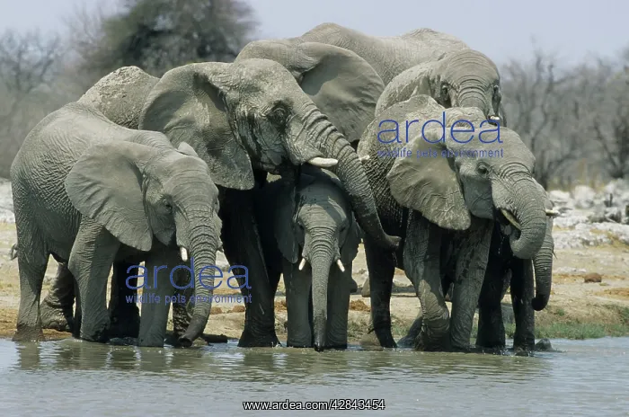 : African Elephants - Drinking at waterhole : African Elephants - Drinking at waterhole