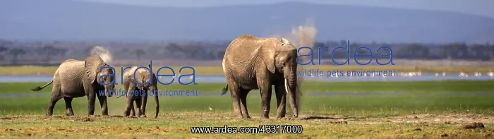 : African Elephants dusting in Amboselli National : African Elephants dusting in Amboselli National