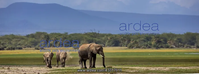 : African Elephants dusting in Amboselli National : African Elephants dusting in Amboselli National