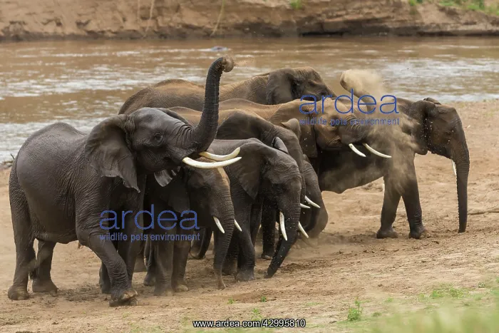 : African Elephants dusting on the river bank : African Elephants dusting on the river bank