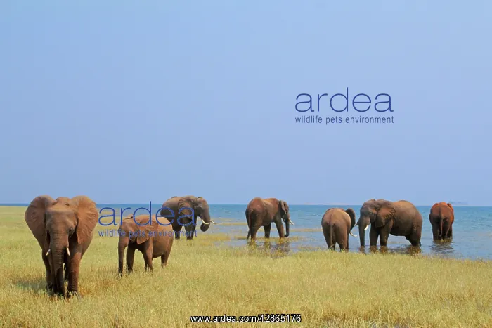 : African Elephants - Feeding : African Elephants - Feeding