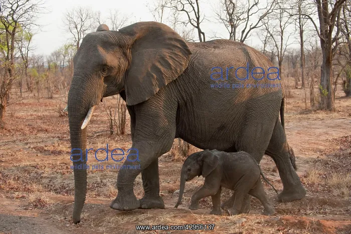 : African Elephants - female and small young walking together : African Elephants - female and small young walking together