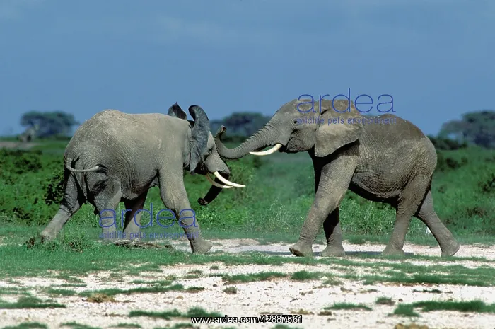  : African Elephants - two fighting