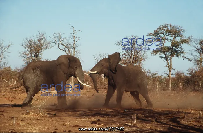  : AFRICAN ELEPHANTS - two fighting bulls