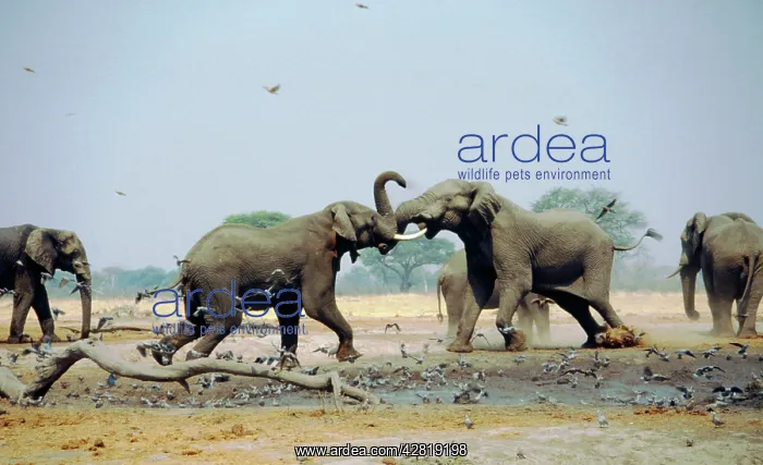 : African Elephants - Fighting in waterhole during : African Elephants - Fighting in waterhole during