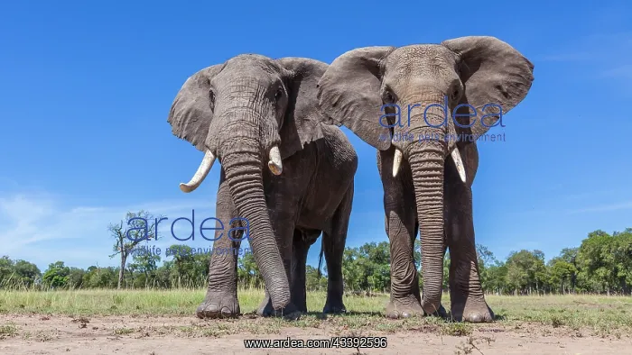 : African Elephants grazing in Masai Mara : African Elephants grazing in Masai Mara