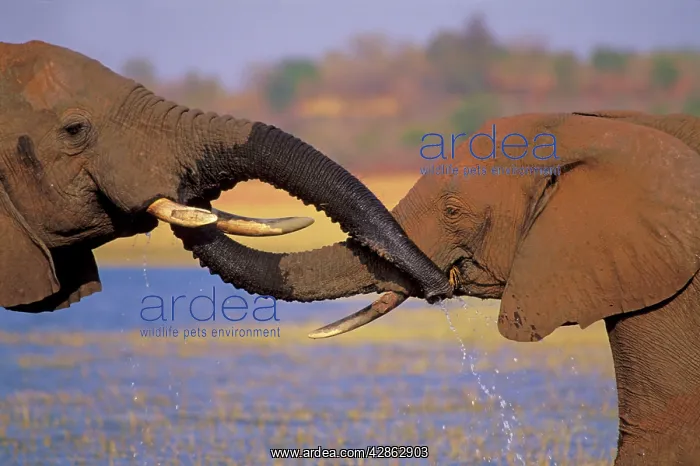 : African Elephants - greeting one another by putting : African Elephants - greeting one another by putting