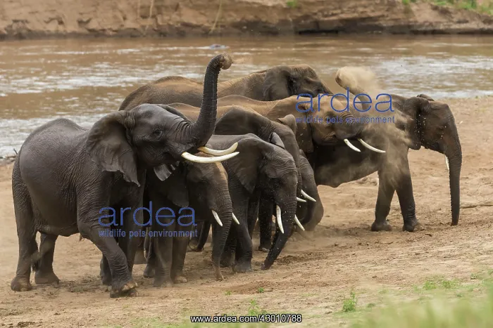  : African Elephants having dust bath on the banks