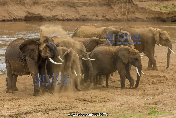 : African Elephants having dust bath on the banks : African Elephants having dust bath on the banks