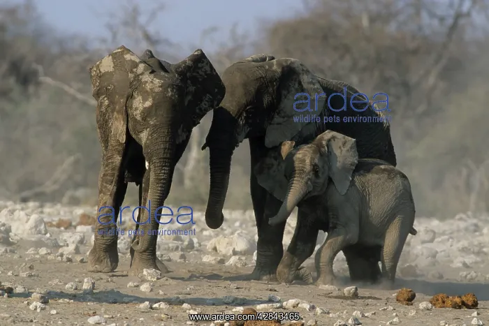 : African ELEPHANTS - Helping calf stand up : African ELEPHANTS - Helping calf stand up