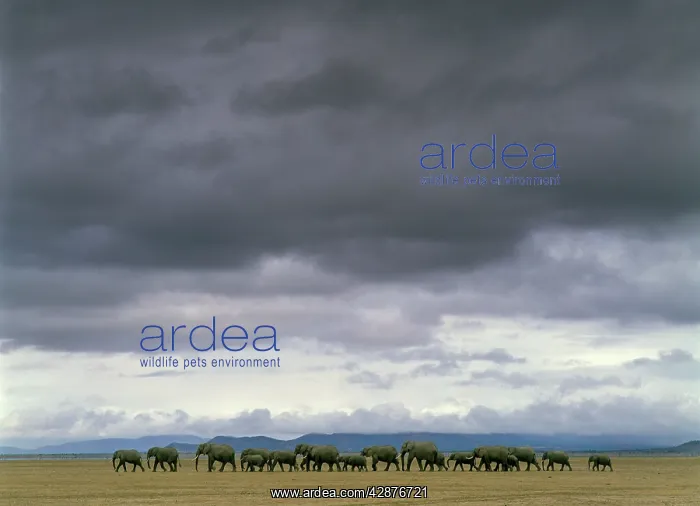 : African Elephants - herd walking : African Elephants - herd walking