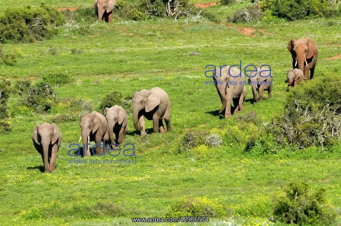 : African Elephants - herd walking in single file : African Elephants - herd walking in single file
