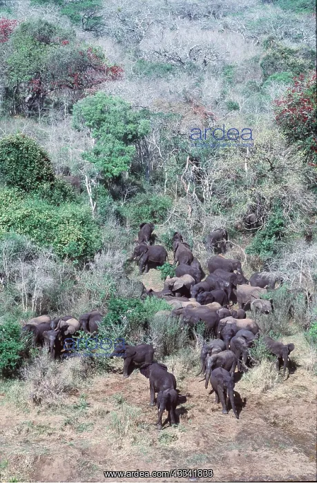 : African ELEPHANTS - herd at woodland, aerial : African ELEPHANTS - herd at woodland, aerial
