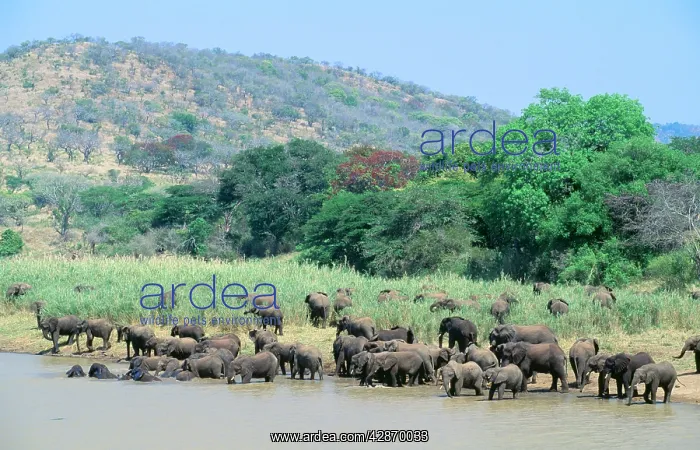 : AFRICAN ELEPHANTS - Herds meeting for drinking / bathing : AFRICAN ELEPHANTS - Herds meeting for drinking / bathing
