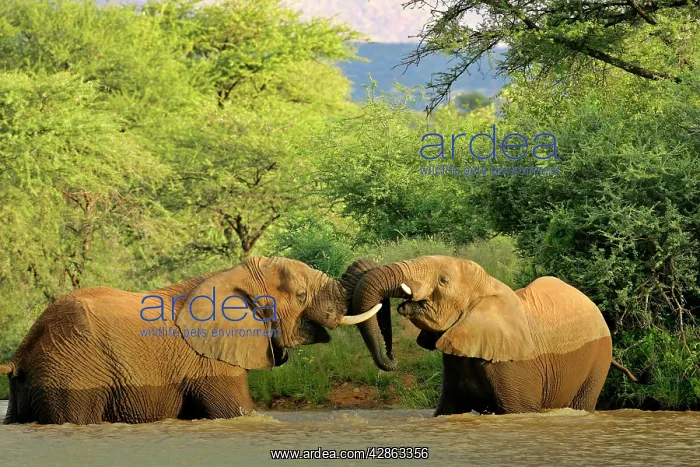 : African Elephants - two individuals fighting playfully : African Elephants - two individuals fighting playfully