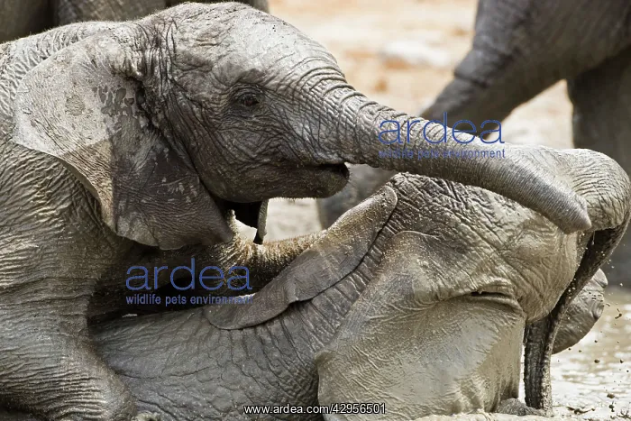 : African Elephants - Juveniles playing / mud bathing : African Elephants - Juveniles playing / mud bathing