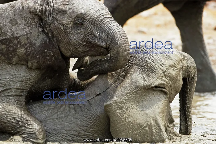 : African Elephants - Juveniles playing / mud bathing : African Elephants - Juveniles playing / mud bathing
