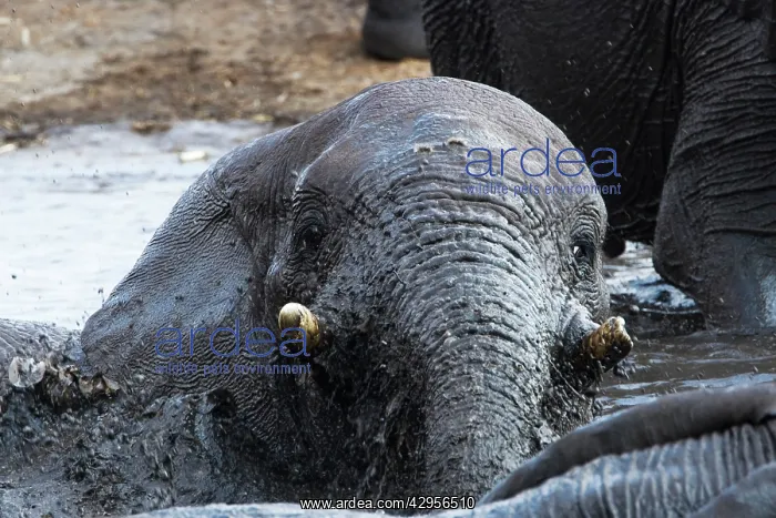 : African Elephants - Juveniles playing / mud bathing : African Elephants - Juveniles playing / mud bathing