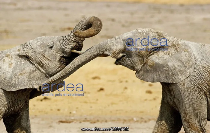 : African Elephants - Juveniles Trunk-wrestling : African Elephants - Juveniles Trunk-wrestling