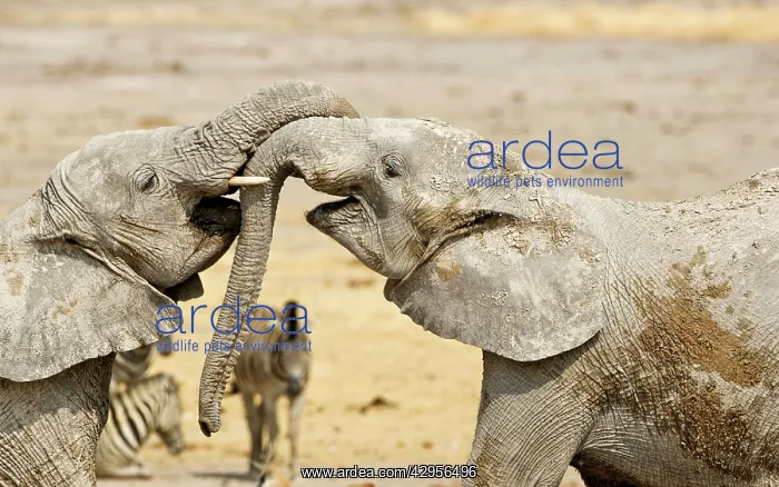 : African Elephants - Juveniles Trunk-wrestling : African Elephants - Juveniles Trunk-wrestling