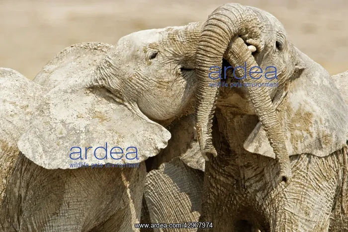 : African Elephants - Juveniles Trunk-wrestling : African Elephants - Juveniles Trunk-wrestling