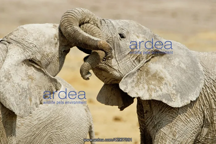 : African Elephants - Juveniles Trunk-wrestling : African Elephants - Juveniles Trunk-wrestling