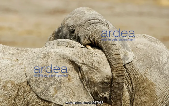 : African Elephants - Juveniles Trunk-wrestling : African Elephants - Juveniles Trunk-wrestling