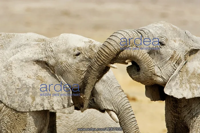 : African Elephants - Juveniles Trunk-wrestling : African Elephants - Juveniles Trunk-wrestling