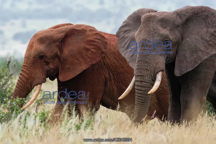 : Two African elephants, Loxodonta africana, one of : Two African elephants, Loxodonta africana, one of