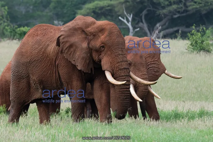 : African elephants, Loxodonta africana, Tsavo, Kenya : African elephants, Loxodonta africana, Tsavo, Kenya