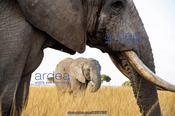 : African elephants (Loxodonta africana), Imire Wildlife : African elephants (Loxodonta africana), Imire Wildlife