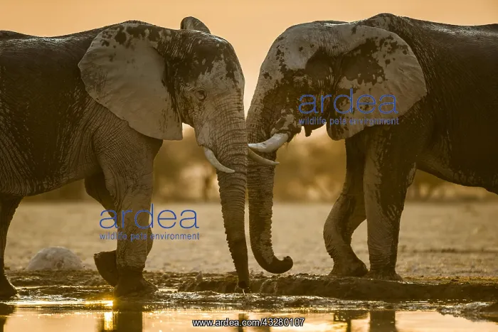 : Two African elephants (Loxodonta africana) at a : Two African elephants (Loxodonta africana) at a
