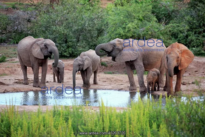 : African elephants (Loxodonta africana), adult and : African elephants (Loxodonta africana), adult and