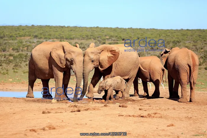 : African elephants (Loxodonta africana), adult and : African elephants (Loxodonta africana), adult and