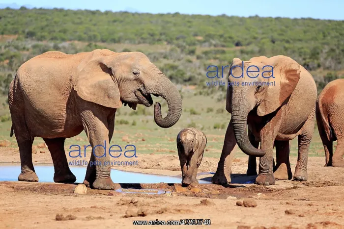 : African elephants (Loxodonta africana), adult and : African elephants (Loxodonta africana), adult and