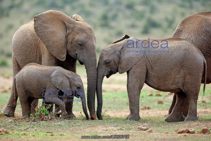: African elephants (Loxodonta africana), adult and : African elephants (Loxodonta africana), adult and