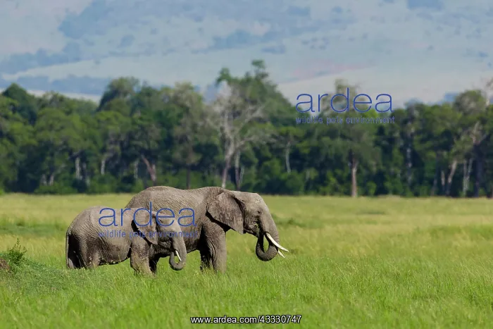 : African elephants (Loxodonta africana), adult and : African elephants (Loxodonta africana), adult and