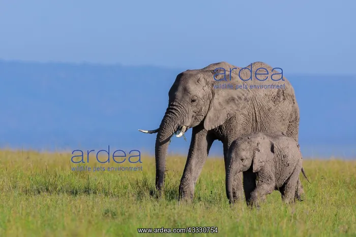 : African elephants (Loxodonta africana), adult with