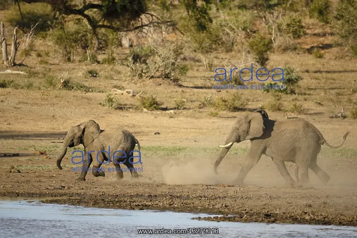 : African Elephants (Loxodonta africana) chasing : African Elephants (Loxodonta africana) chasing