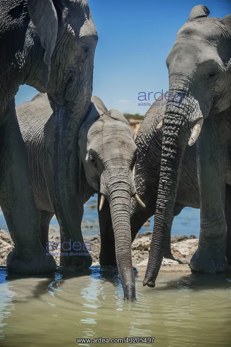  : African elephants (Loxodonta africana) drinking