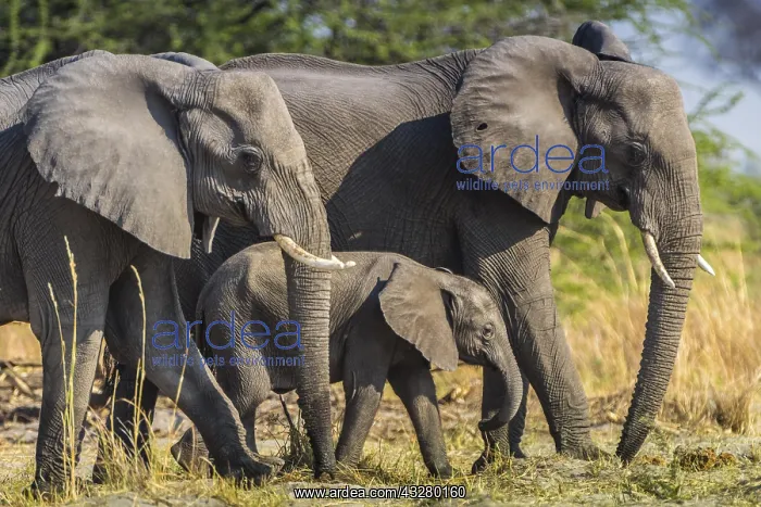 : African elephants (Loxodonta africana), elephant : African elephants (Loxodonta africana), elephant