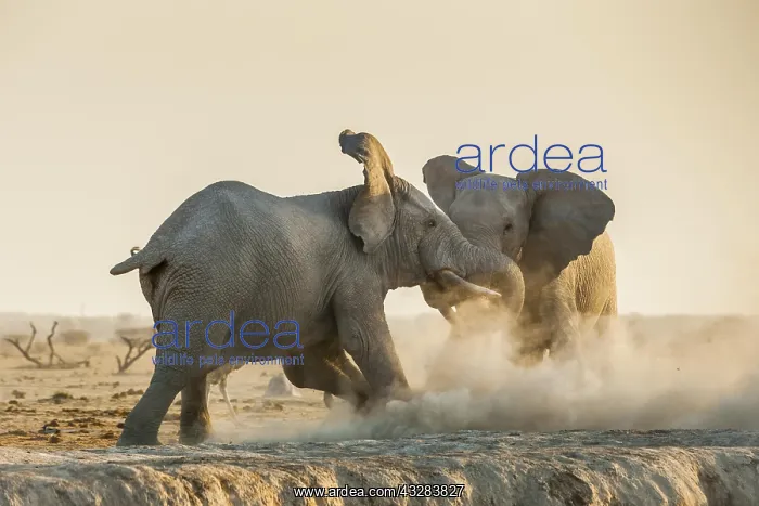: African elephants (Loxodonta africana) fight, Nxai : African elephants (Loxodonta africana) fight, Nxai