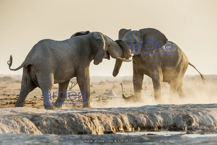 : African elephants (Loxodonta africana) fighting : African elephants (Loxodonta africana) fighting