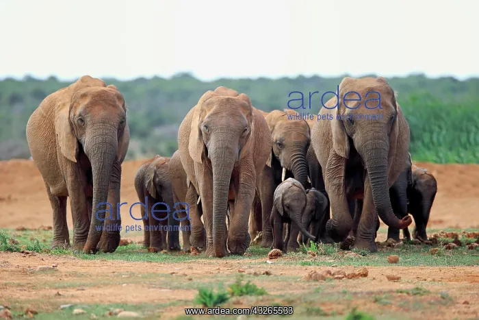 : African elephants (Loxodonta africana), herd with : African elephants (Loxodonta africana), herd with
