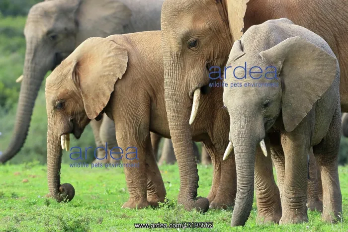 : African elephants (Loxodonta africana), Kariega : African elephants (Loxodonta africana), Kariega