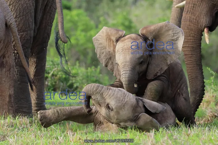 : African elephants (Loxodonta africana), Kariega : African elephants (Loxodonta africana), Kariega