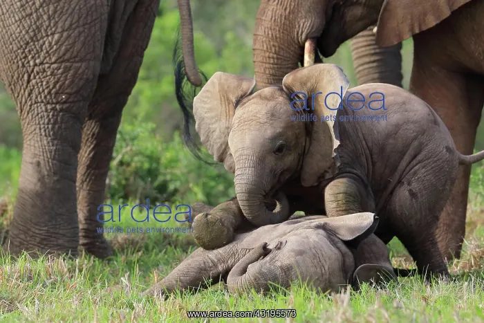 : African elephants (Loxodonta africana), Kariega : African elephants (Loxodonta africana), Kariega