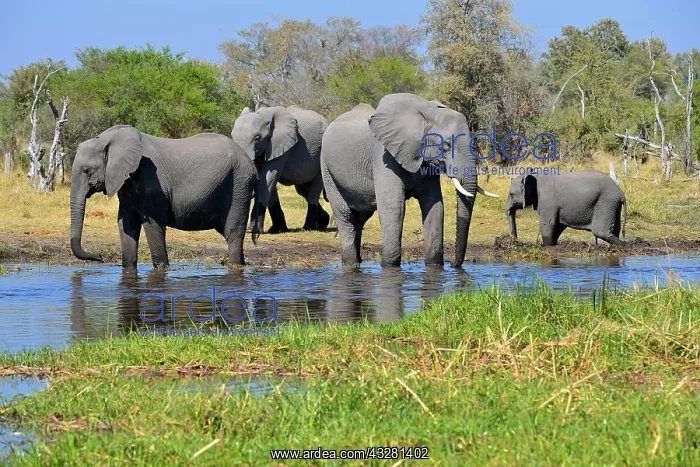 : African elephants (Loxodonta africana) at Khwai : African elephants (Loxodonta africana) at Khwai
