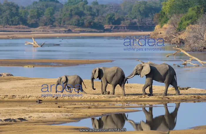 : African elephants (Loxodonta africana) at the Luangwa : African elephants (Loxodonta africana) at the Luangwa